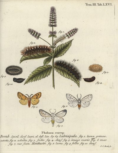 Hvit hermelin, Spilosoma lubricipeda. av Johann Carl Bock