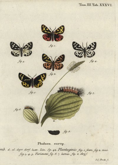 Tigermøll, Parasemia plantaginis. av Johann Carl Bock