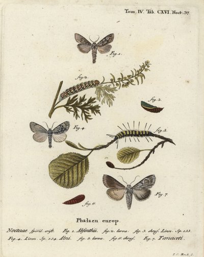 Malurtmøll, Cucullia absinthii 1-3, ormøl, Acronicta alni 4-6, og Cucullia tanaceti 7. Håndfarget kobberstikk av Johann Carl Bock etter Eugenius Johann Christoph Espers Sommerfuglene i illustrasjoner etter naturen, Erlangen av Johann Carl Bock