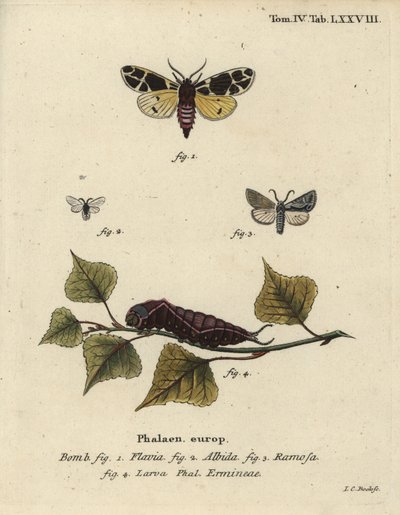 Gul tigermøll, hvit hermelinlarve, etc. av Johann Carl Bock