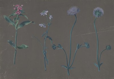 Studie av tre blomster, 1781. av Johann Christian August Birnbaum
