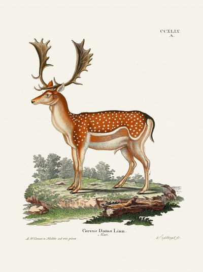  av Johann Christian Daniel Von Schreber