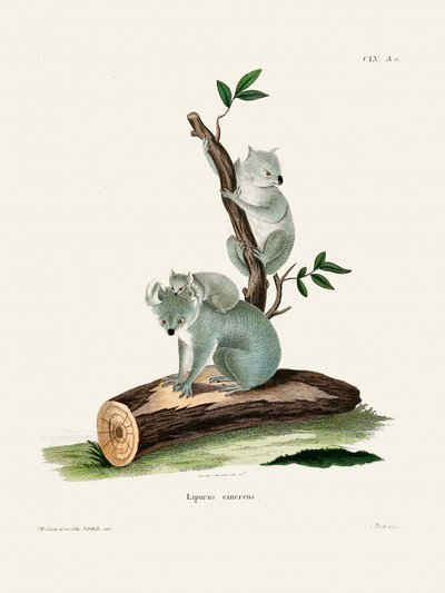  av Johann Christian Daniel Von Schreber