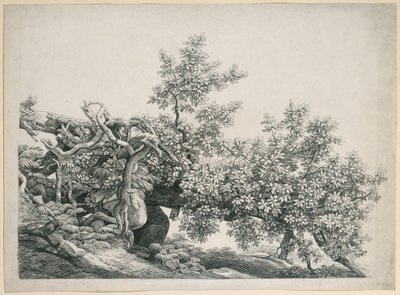 Trestudie. Veltet stamme med blottlagte røtter av Johann Christian Reinhart