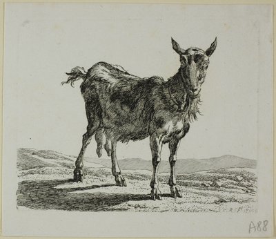 Stående geit, fra Die Zweite Thiernahme av Johann Christian Reinhart
