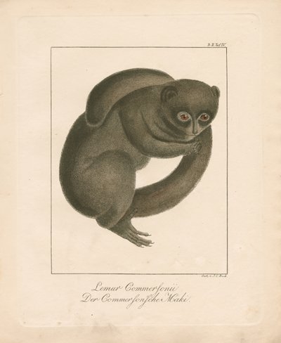 Commersons muselemur (håndkolorert lito) av Johann Christoph Bock