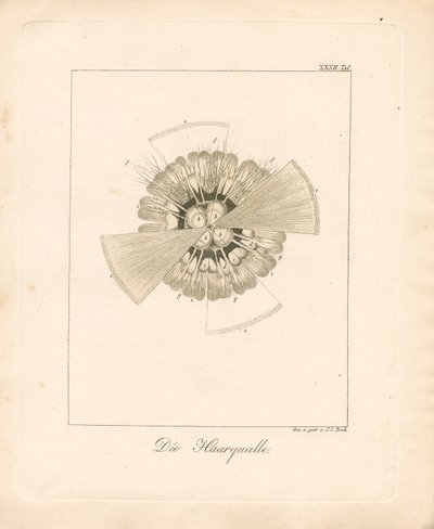 Løvemanet (kobbergravering) av Johann Christoph Bock