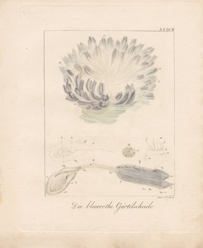 Den blå-røde sjøspruten (håndkolorert lito) av Johann Christoph Bock