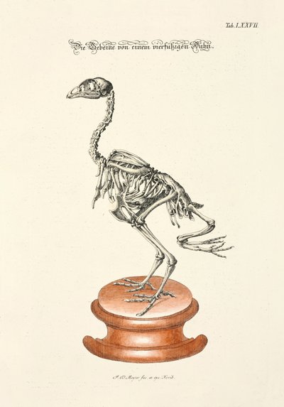 Bein av en firbeint kylling av Johann Daniel Meyer