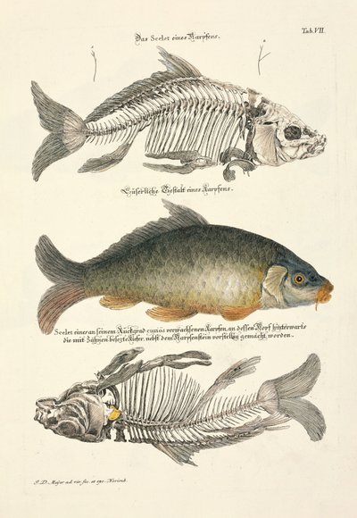 Vanlig karpe med skjelett av Johann Daniel Meyer