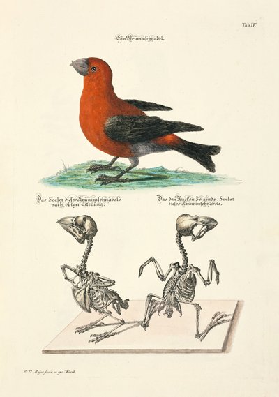 Korsnebb med skjeletter av Johann Daniel Meyer