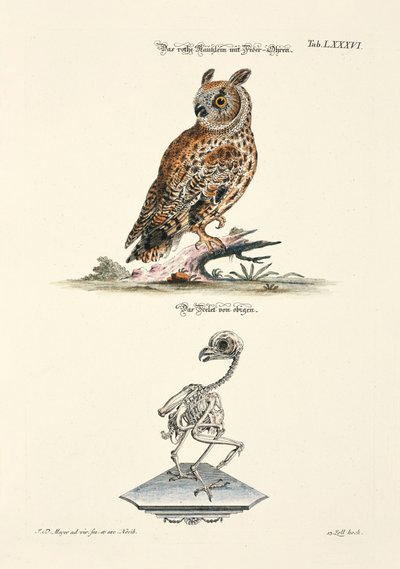 Langøret ugle og skjelettet dens av Johann Daniel Meyer