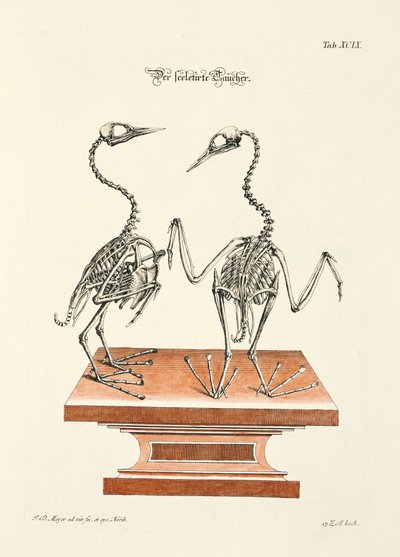 Skjelettet til dykkeren av Johann Daniel Meyer