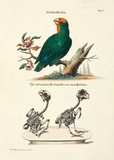 Liten papegøye med skjeletter av Johann Daniel Meyer