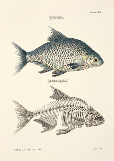 Brasmen og dens skjelett av Johann Daniel Meyer