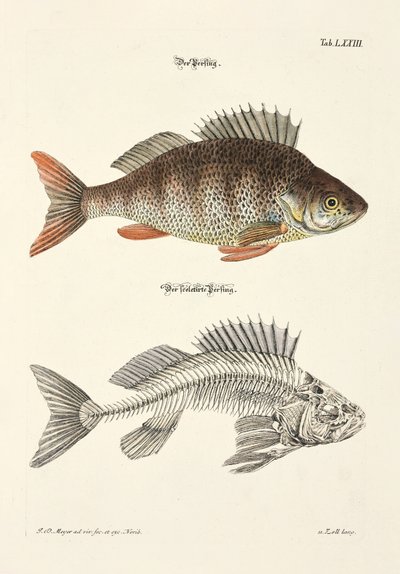 Abboren og dens skjelett av Johann Daniel Meyer