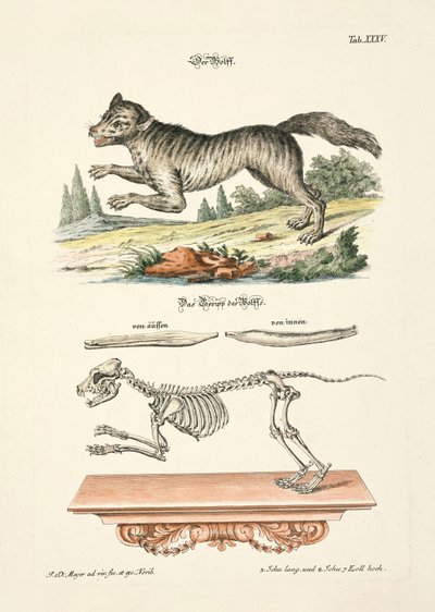 Ulven av Johann Daniel Meyer