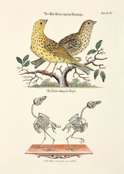 Gulspurv med skjelett av Johann Daniel Meyer