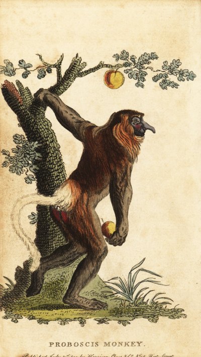 Langneset ape, Nasalis larvatus. Truet. ,1800 (gravering) av Johann Eberhard Ihle