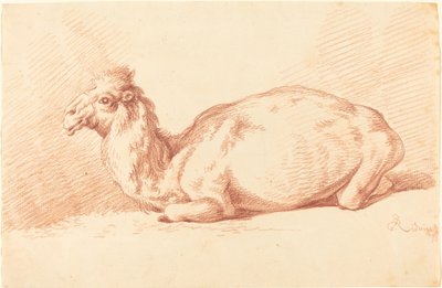 En Dromedar av Johann Elias Ridinger