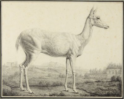  av Johann Elias Ridinger