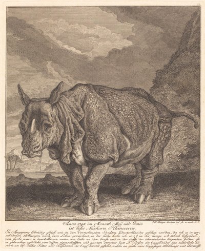 Neshorn av Johann Elias Ridinger