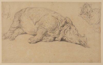 Neshorn ligger på siden av Johann Elias Ridinger or Riedinger