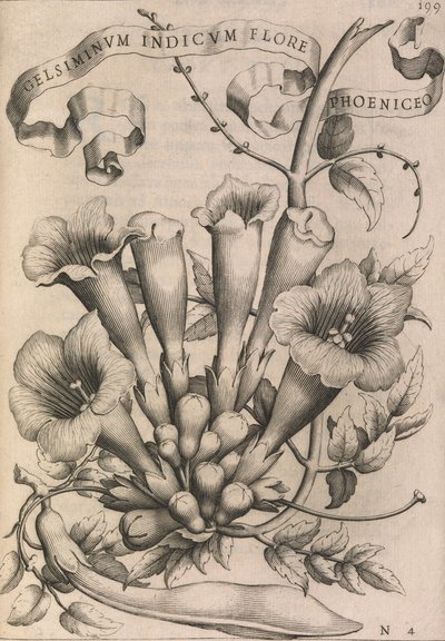 Gelsiminvm indicvm flore fønikisk, 1633. av Johann Friedrich Greuter