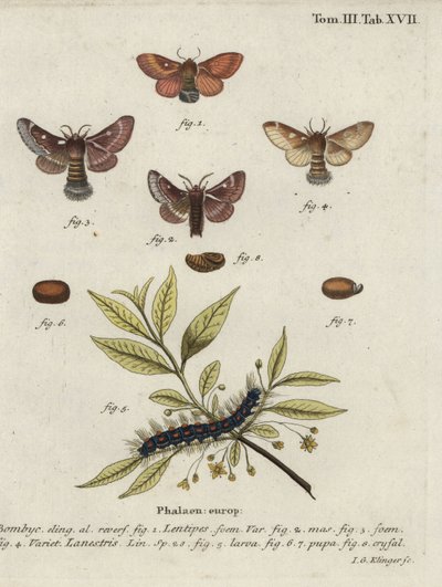 Østlig egg og små eggmøll. av Johann Georg Klinger
