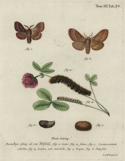Gressegg, Lasiocampa trifolii. av Johann Georg Klinger