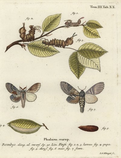 Lobster moth, Stauropus fagi. av Johann Georg Klinger