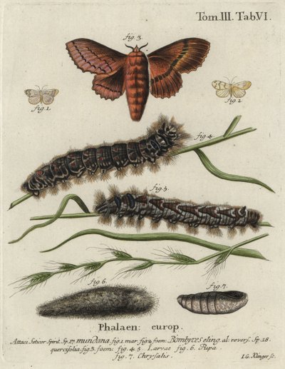 Muslin footman og eik eggar møll. av Johann Georg Klinger