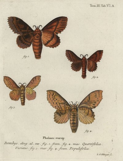 Eikeegg og poppellappmøll. av Johann Georg Klinger