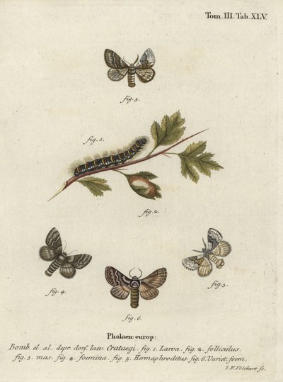 Blek eikeegg, Trichiura crataegi. av Johann Georg Klinger