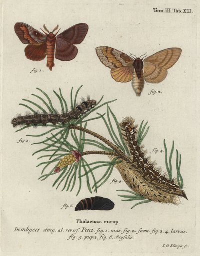 Pine tree lappet, Dendrolimus pini. av Johann Georg Klinger