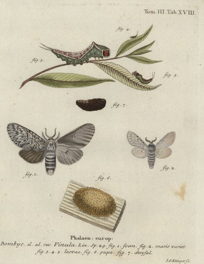Pussmøll, Cerura vinula. av Johann Georg Klinger