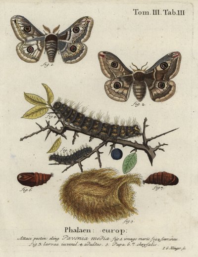 Sloe keisermøll, Saturnia spini. av Johann Georg Klinger