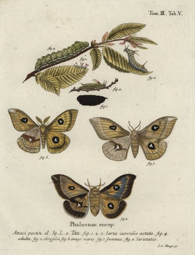 Tau keisermøll, Aglia tau. av Johann Georg Klinger
