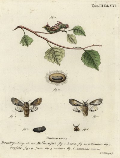 Gulbrun fremtredende møll, Harpyia milhauseri. av Johann Georg Klinger
