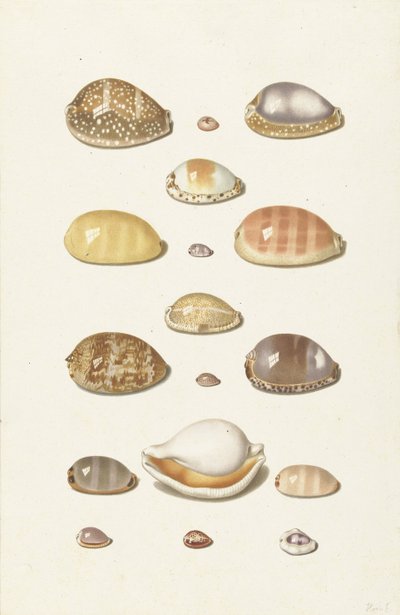Cowry skjell av Johann Gustav Hoch