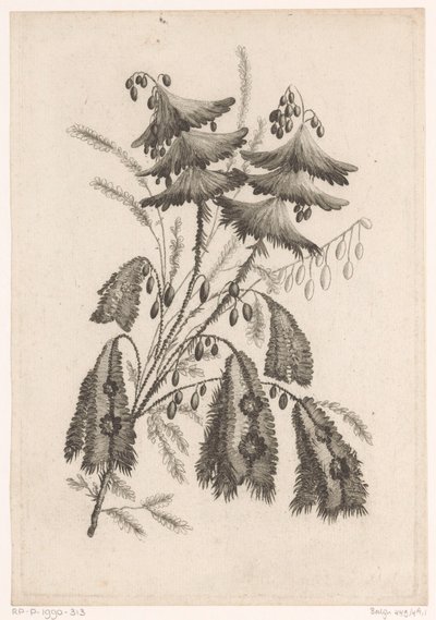 Parasolaktige blomster Samling av nye smaksblomster; For Manufacture des Etoffes de Perse (serietittel) av Johann Heinrich  Hess