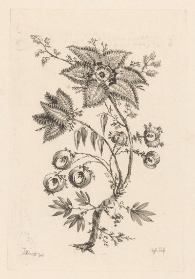stjerneformede blomster Fleures Baroques (serietittel) av Johann Heinrich  Hess