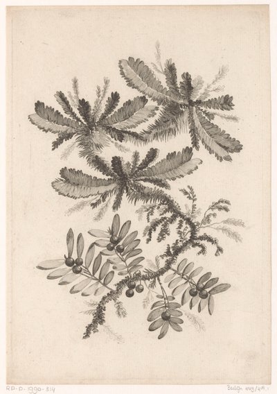 Takken møtte bessen Samling av nye smaksblomster; For Manufacture des Etoffes de Perse (serietittel) av Johann Heinrich  Hess