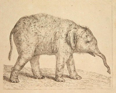 Elefant (etsing) av Johann Heinrich Wilhelm Tischbein