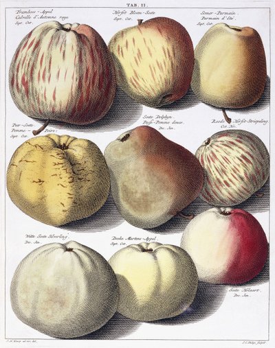 Forskjellige epler, 1758 av Johann Hermann Knoop