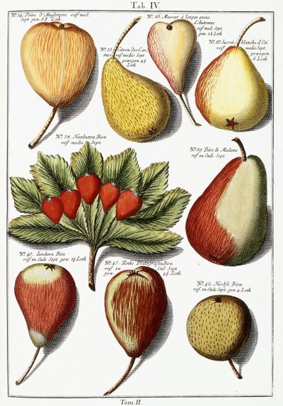 Ulike pærearter, 1760-1766 av Johann Hermann Knoop
