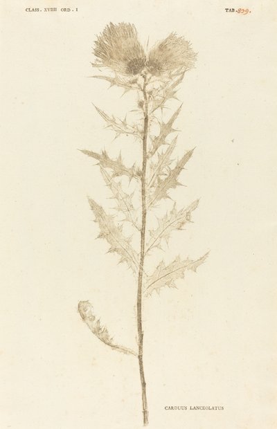 Tistel lansettformet av Johann Hieronymus Kniphof