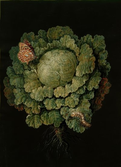Savoy kål / kål, Falter / J. og B. Dietzsch av Johann Jacob Dietzsch