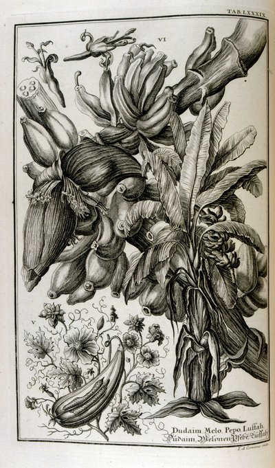Bibelske planter og frukter inkludert mandrake og melon av Johann Jakob Scheuchzer