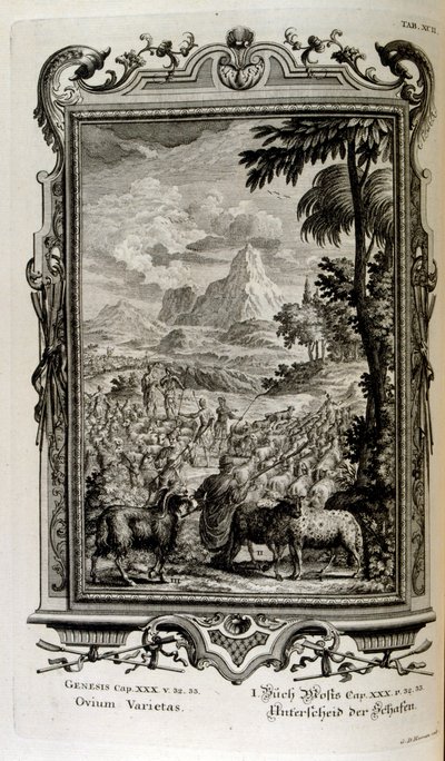 Bibelske varianter av sauer av Johann Jakob Scheuchzer